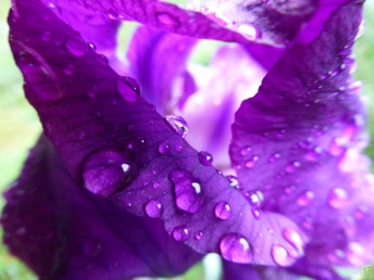 Iris après la pluie 1